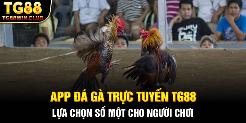 App Đá Gà Trực Tuyến Tại TG88, Địa Chỉ Uy Tín Hàng Đầu